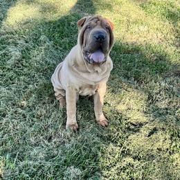 Boy 1 - Fawn Chinese Shar-Pei puppy in Basehor, Kansas from Good Fortune Shar Pei
