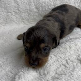 Female 9 - Dapple female Dachshund puppy in Riverside, California from Keeping it mini kennels
