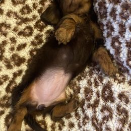 Dachshund Puppies from Haven Ridge Doxies