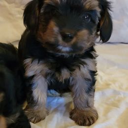 Lucky - Black and tan Yorkshire Terrier puppy in Perry, Florida from Lanes-Scraps