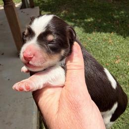 Boone - Liver male Miniature Schnauzer puppy in Silver Creek, Mississippi from Mamie’s Minis, LLC