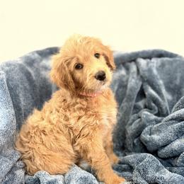 Boy 4 - male Goldendoodle puppy in Ball Ground, Georgia from Skye Blue Goldendoodles