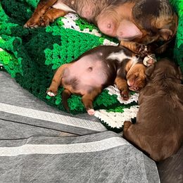 Dachshund Puppies from Regan's Divas