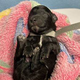 Buddy - Black & white male Maltipoo puppy in Clover, South Carolina from Cudi’s Buddies