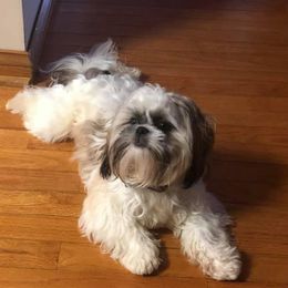 Buddy - Shih Tzu
