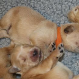 Golden Retriever Puppies from Pebble Creek Golden Retrievers