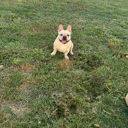 Girl 1 (pink) - Cream French Bulldog puppy in Tampa, Florida from NaughtyFrenchies fl