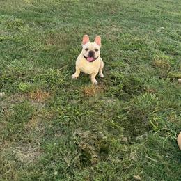 Girl 1 (pink) - Cream French Bulldog puppy in Tampa, Florida from NaughtyFrenchies fl