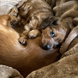 Dachshund Puppies from Monroe’s Hillcrest Dachshunds