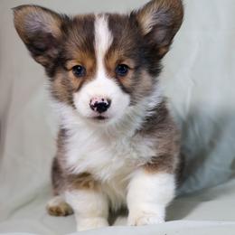 Cypress - Sable male Pembroke Welsh Corgi puppy in Karnack, Texas from Sureshot Corgis