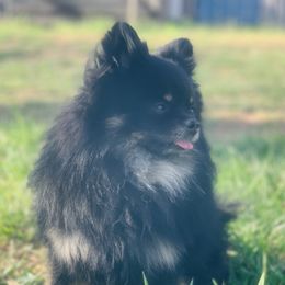 Griffin - Pomeranian