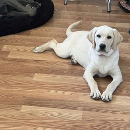 Delilah - Yellow Labrador Retriever puppy in Santa Rosa, California from Valley of the Moon Labradors