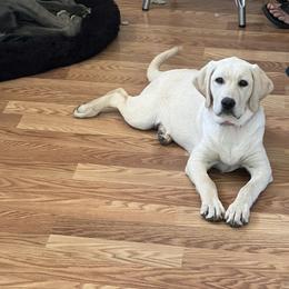 Delilah - Yellow Labrador Retriever puppy in Santa Rosa, California from Valley of the Moon Labradors