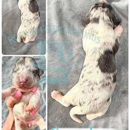 Dottie - Dapple female Dachshund puppy in Horatio, Arkansas from Rockin F6 Miniature Dachsunds