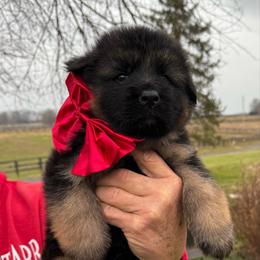 Female 3 (Full AKC) - Black and red female German Shepherd puppy in Winchester, Kentucky from Drache Feld