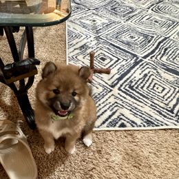 Shiba Inu Puppies from H & J Shiba Inu’s