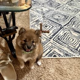 Shiba Inu Puppies from H & J Shiba Inu’s