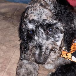 Goldendoodles and Poodles from The Puppy Patch