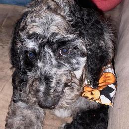Goldendoodles and Poodles from The Puppy Patch