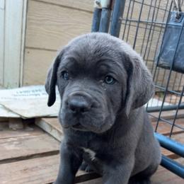 Migo - Black male Cane Corso puppy in Dallas, Texas from Exotic Empire Kennels LLC