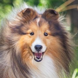 Gideon - Shetland Sheepdog