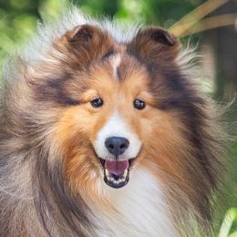 Gideon - Shetland Sheepdog
