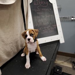 Boxer Puppies from Truax Farms