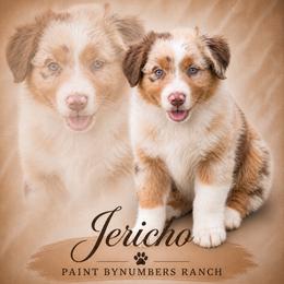 Jericho - Red merle male Australian Shepherd puppy in Magee, Mississippi from Paint ByNumbers Ranch