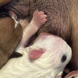 Pieballd Female 2 - India - White female Boxer puppy in Madras, Oregon from BnT Boxers