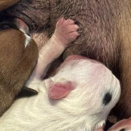 Pieballd Female 2 - India - White female Boxer puppy in Madras, Oregon from BnT Boxers