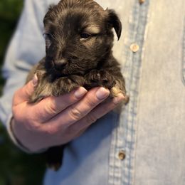 Killian - Fawn male Skye Terrier puppy in Pittston, Pennsylvania from Stars in the Skyes
