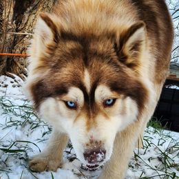 Fae - Siberian Husky
