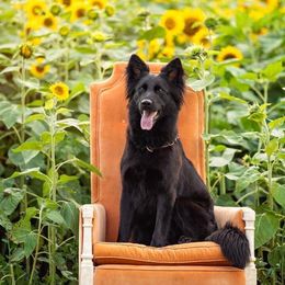 Marvel - German Shepherd