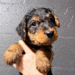 Black aka Mauwi - Black and tan male Airedale Terrier puppy in Mooresville, North Carolina from Farm 55