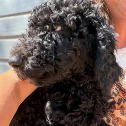 Clark - Black male Double Doodle puppy in Mineola, Texas from ETX Dandy Doodle