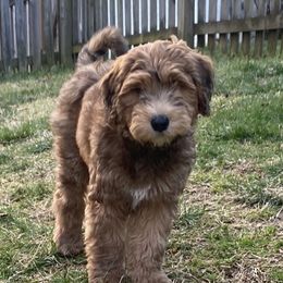 Whoodle Puppies from RockyRiverPups