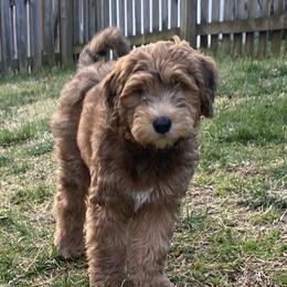 Whoodle Puppies from RockyRiverPups