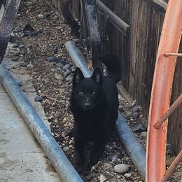 Silver~Light - Schipperke