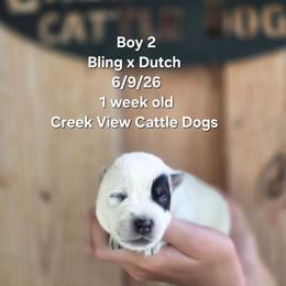 Boy 2 - Blue male Australian Cattle Dog puppy in Monroe, North Carolina from Creek View Cattle Dogs