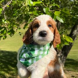 Cormac (orange collar) - White male Irish Doodle puppy in Mouth Of Wilson, Virginia from HoneyBunn Doodle Co.