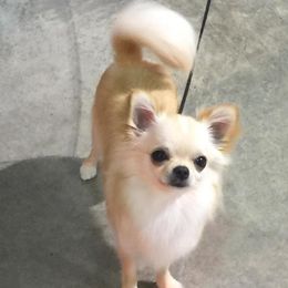 Soco - Chihuahua