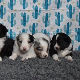 Australian Shepherd Puppies from Libby’s Aussies