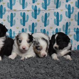 Australian Shepherd Puppies from Libby’s Aussies