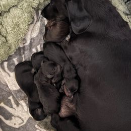 Feta - Black female Dachshund puppy in Las Vegas, Nevada from Desert Dachshunds