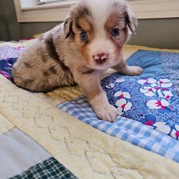 Gunner - Red merle male Miniature Australian Shepherd puppy in Dunnellon, Florida from Ever After Mini Aussies