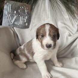 Delphia - Brown and white female Saint Berdoodle puppy in Traverse City, Michigan from Bare Paws Saint Berdoodles