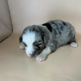 Tess - Blue merle female Miniature Australian Shepherd puppy in Hokes Bluff, Alabama from Alegria Toy Aussies