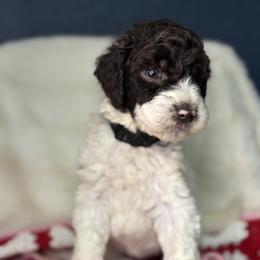 Black - Frozen - Parti female Goldendoodle puppy in Cleveland, Georgia from The O.G. Doodles