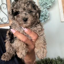 Lady Sukie - Merle female Maltipoo puppy in Southern,, California from Maltipoo Tiny Pups & More