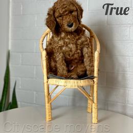 Poodle Puppies from Cityscape Moyen Poodles